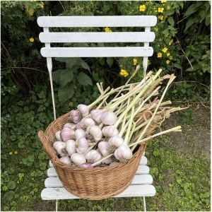 Færdiglavet hvidløg i kurv foran hvid havebænk. Landskabelig baggrund med grønne blade og gule blomster.