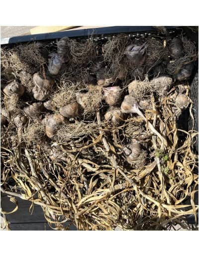 Knollede hvidløg med løse rødder og tørrede blade i en sort bakke.