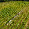 Yoga og vinsmagning på en vingård