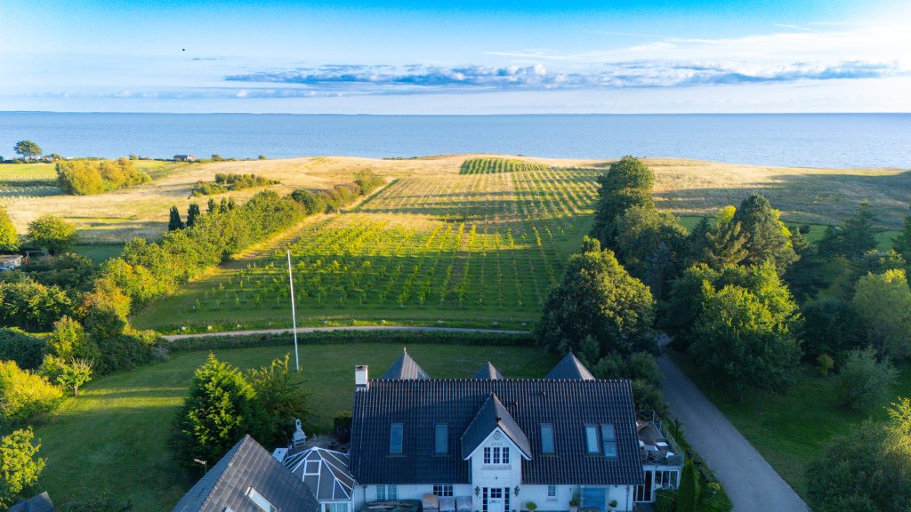 Vinsmagning på dansk vingård Vesterhave Vingaard