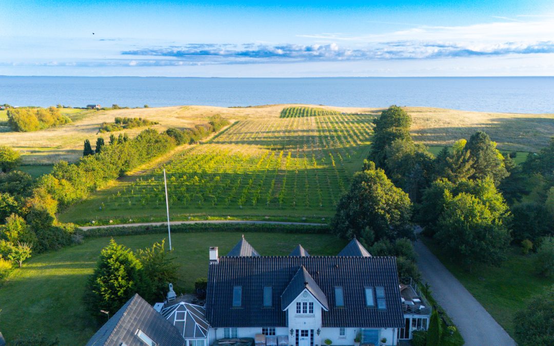 Oplev Sjællands bedste vingård: Vinsmagning og unikke oplevelser