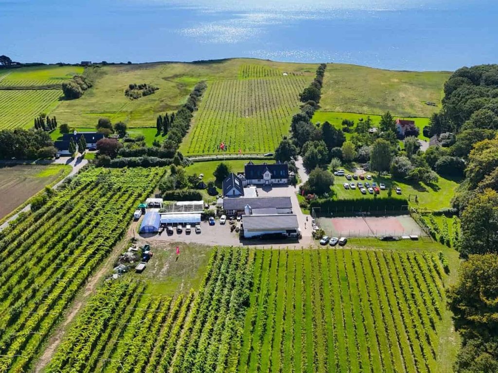 Fremragende vinmarker på Vesterhave Vingaard med udsigt over havet i Danmark.