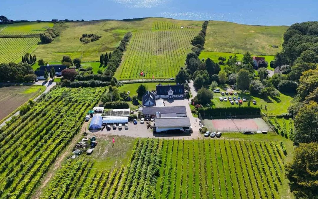 Vesterhave Vingaard vinder guld, sølv og bronze for rødvin: Nordens bedste vin er fundet