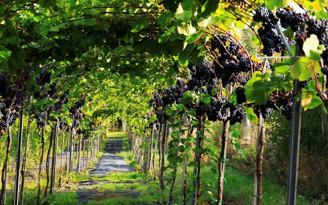 Visit a Danish Vineyard: Wine Tasting & Tour Near Copenhagen
