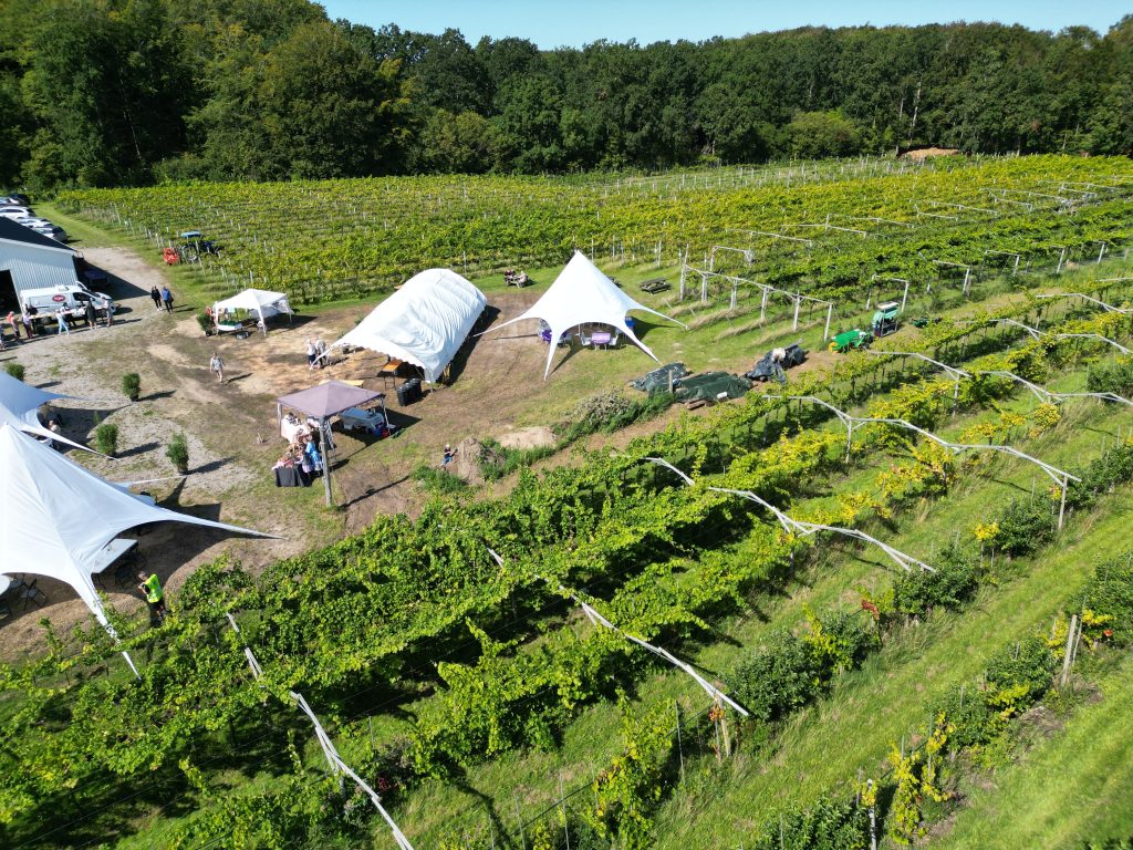 Besøg en dansk vingård: Vinsmagning og rundvisning på Sjælland