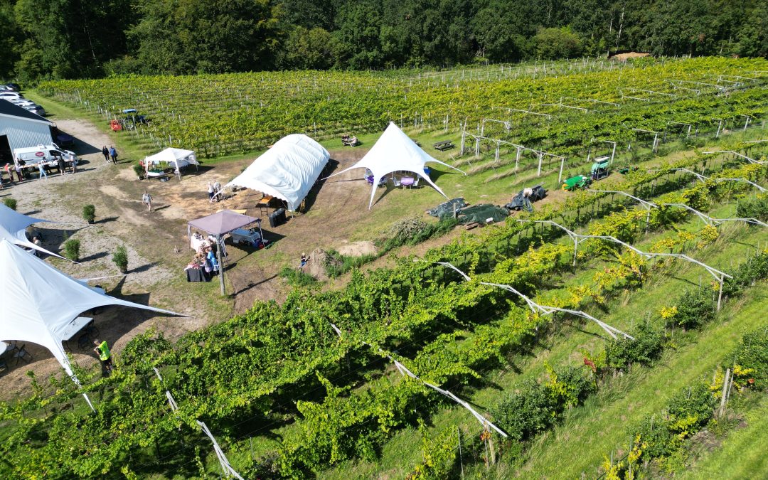 Besøg en dansk vingård: Vinsmagning og rundvisning på Sjælland