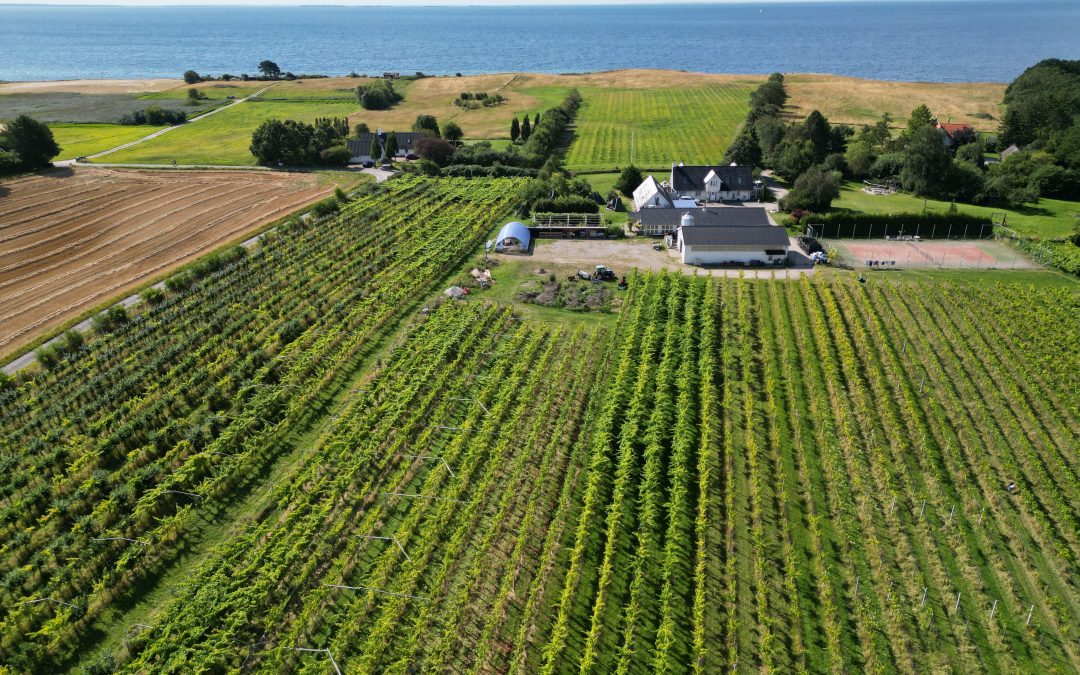 Vineyards in Denmark: 19 Danish Wineries You Can Visit
