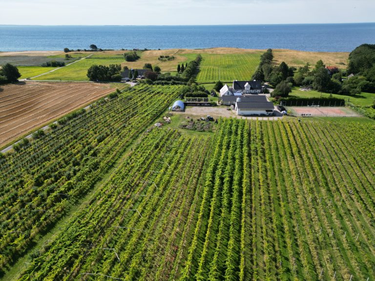 Dronefoto af Vesterhave Vingaard med vinmarker ned mod Smålandshavet ved Karrebæksminde